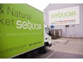 Détails : Sequoia Uccle