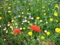 Détails : Ecoflora